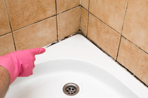 Home Mold Removal in Robbins, NC